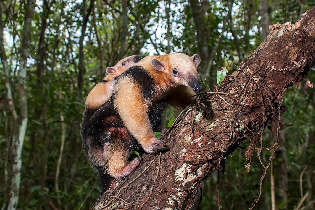 tamandua