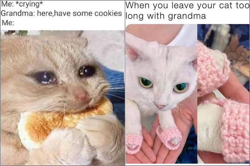 8 Meme Kucing tentang Nenek, Dikasih Makan Sampai Kekenyangan