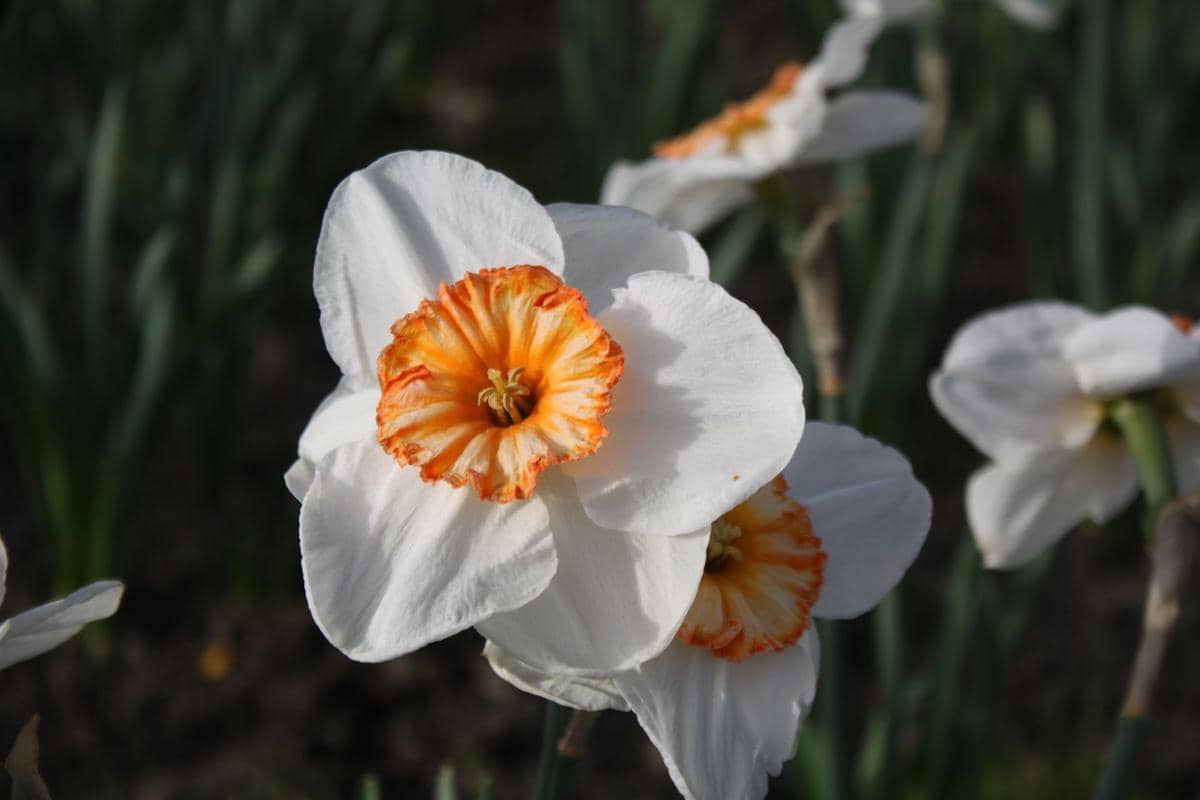 ilustrasi large-cupped daffodil