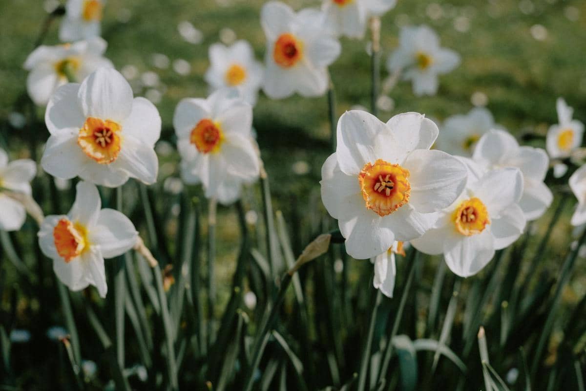 5 Jenis Bunga Daffodil yang Menjadi Lambang Datangnya Musim Semi