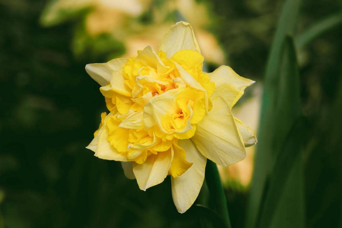 ilustrasi double daffodil