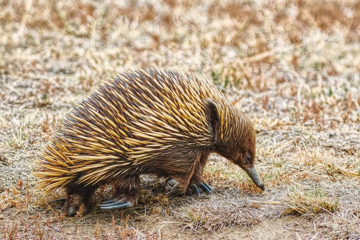 echidna