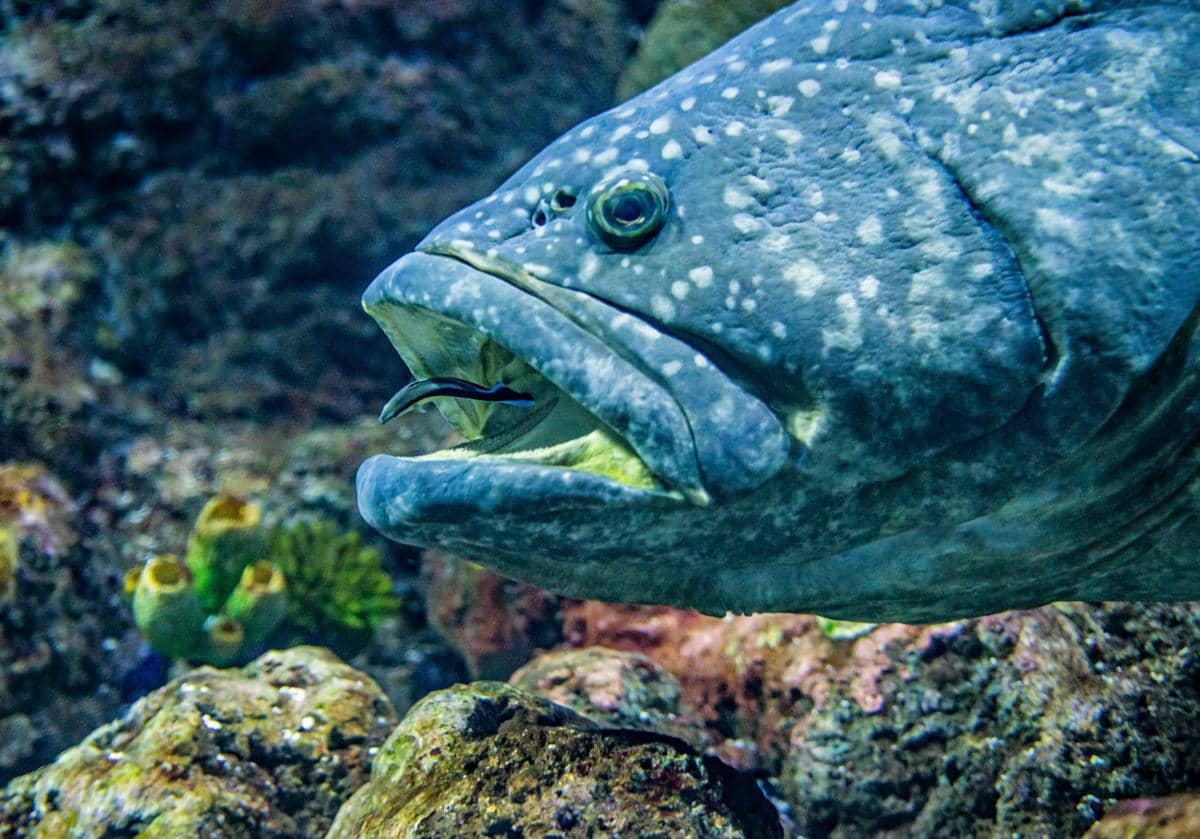 ilustrasi ikan wrasse