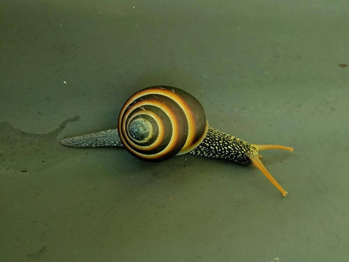 ilustrasi siput laut