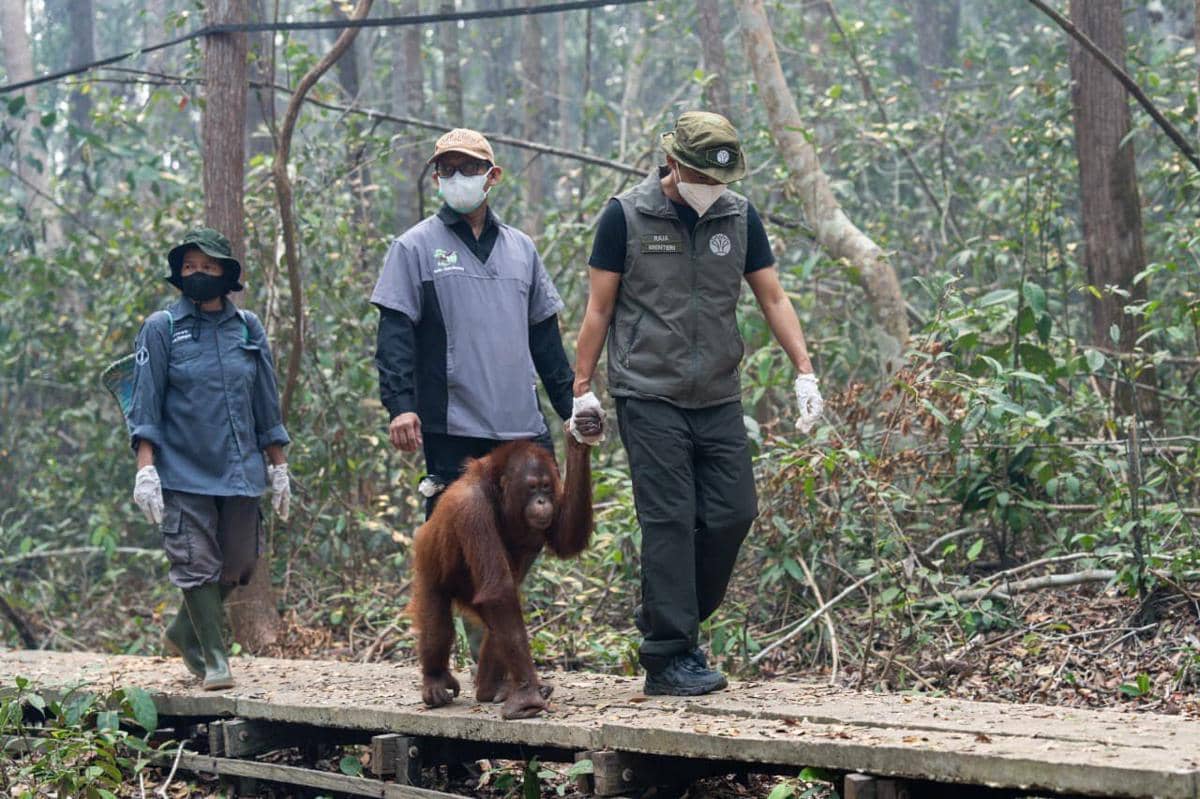 Catat! Ini Call Center Rescue Satwa Liar Terdampak Karhutla Kalimantan 24 Jam