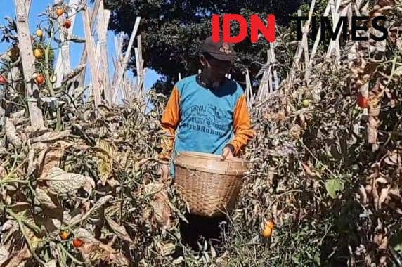 Menanti Hujan, Asa Petani Magetan Menyelamatkan Tanaman dari Kemarau