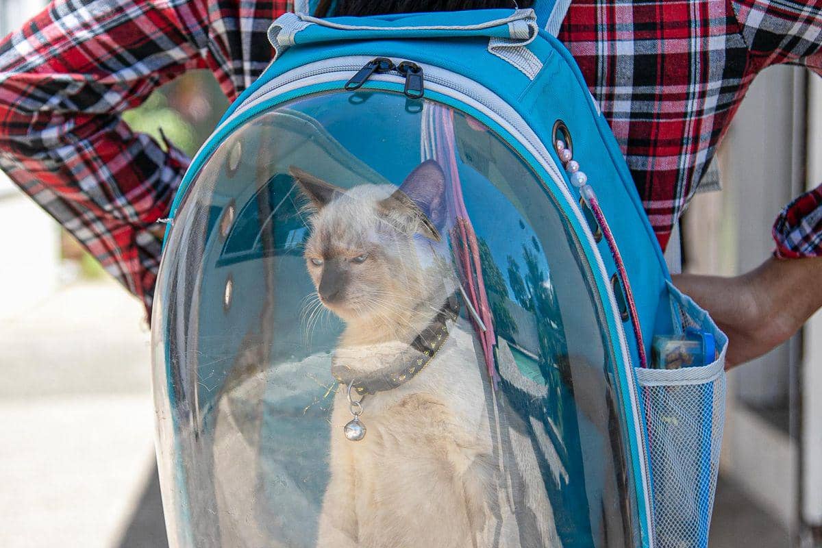 ilustrasi membawa kucing dalam tas carrier