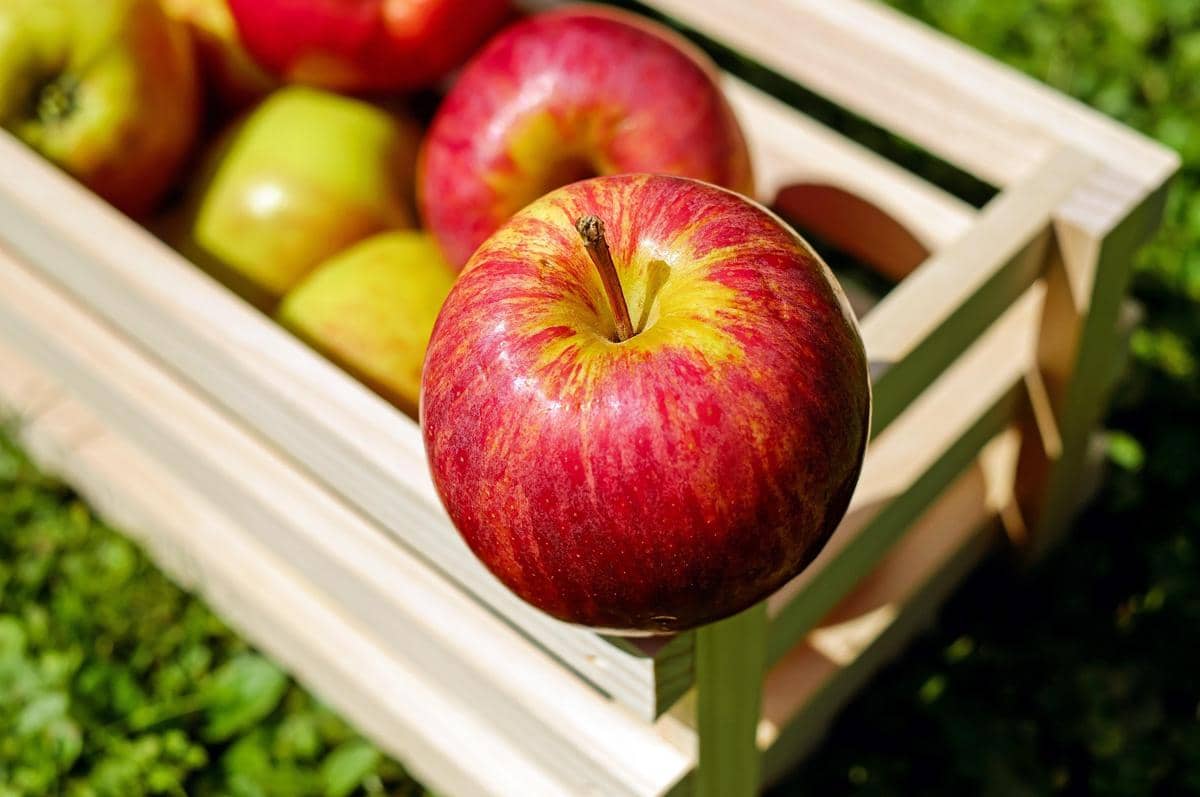 Buah apel sangat baik untuk diet