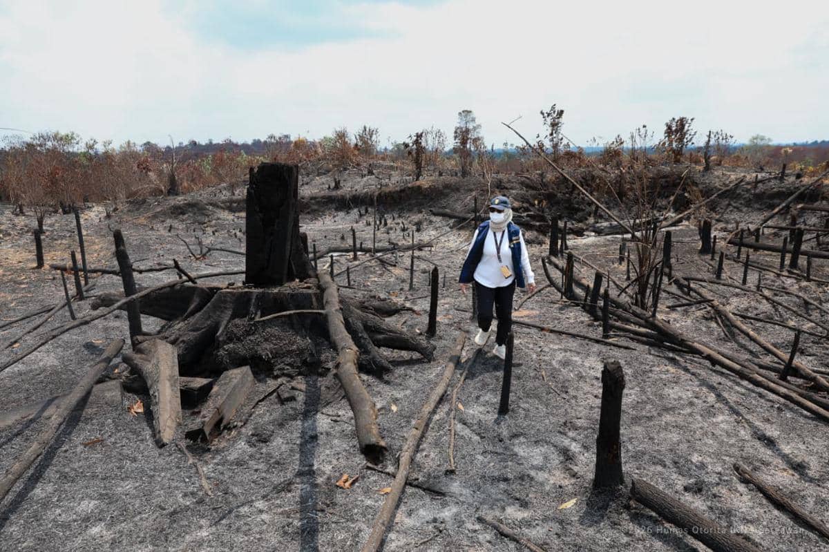 OIKN Ungkap Fakta di Bukit Tengkorak, Ada Bekas Tebangan Pohon