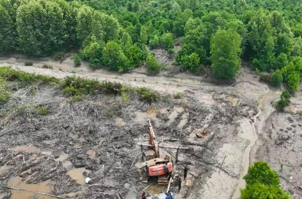Rusak Kawasan Lindung & Ekoton Mangrove di Riau, 1 Pelaku Ditangkap