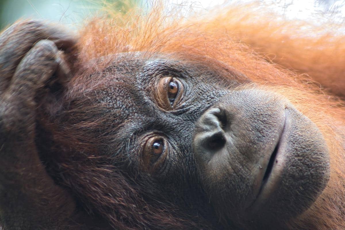 potret orangutan (unsplash.com/Andre Mouton)