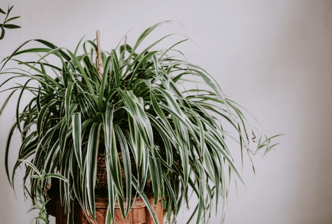 ilustrasi spider plant
