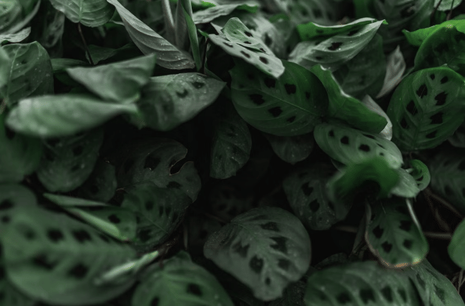 ilustrasi prayer plant