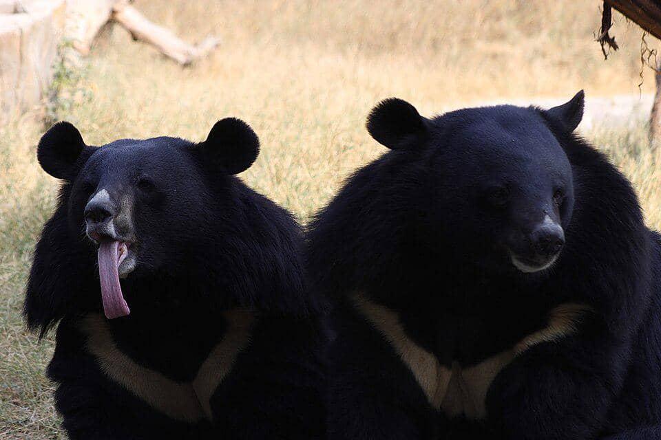 beruang hitam asia