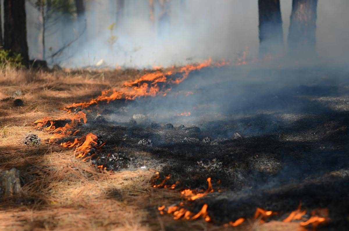 Berau Dikepung Karhutla, 8,5 Hektare Lahan Terbakar dalam Sehari