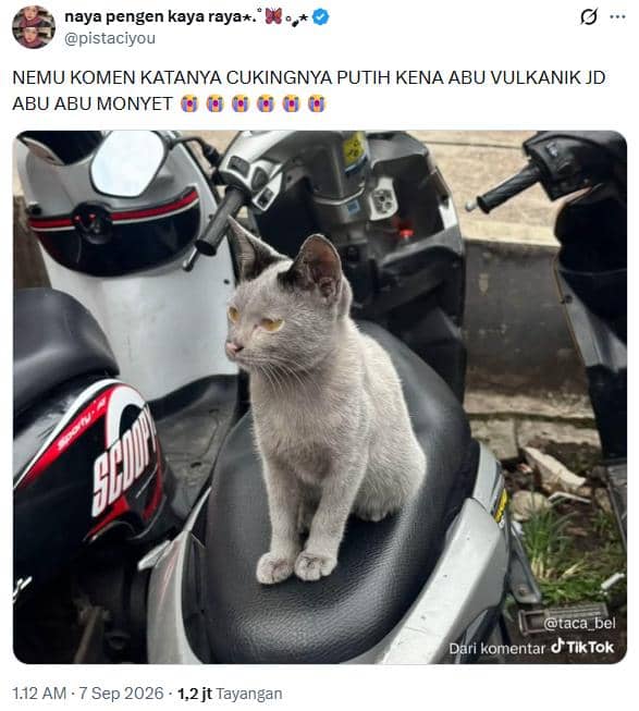 Kucing kena dampak abu vulkanik