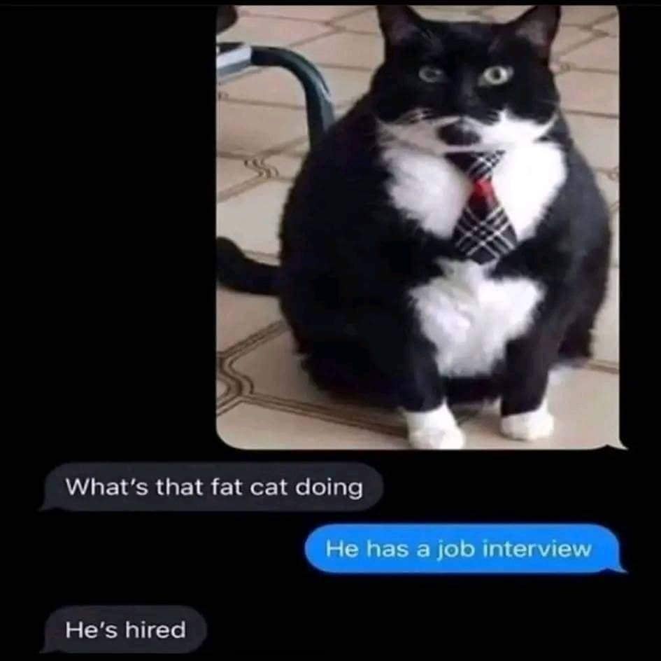 meme kucing tentang wawancara kerja