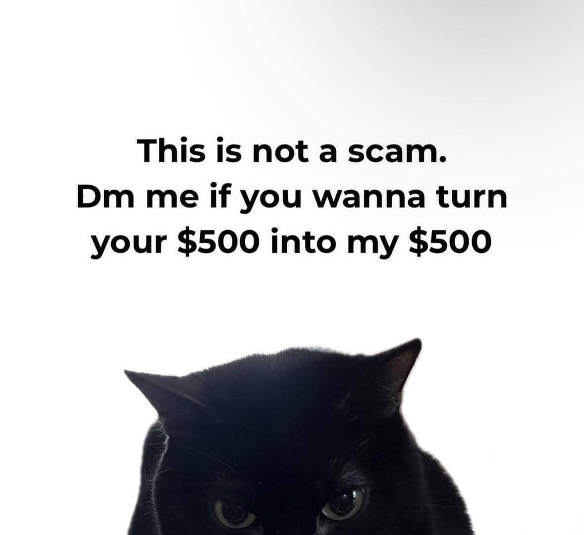 meme kucing tentang penipu