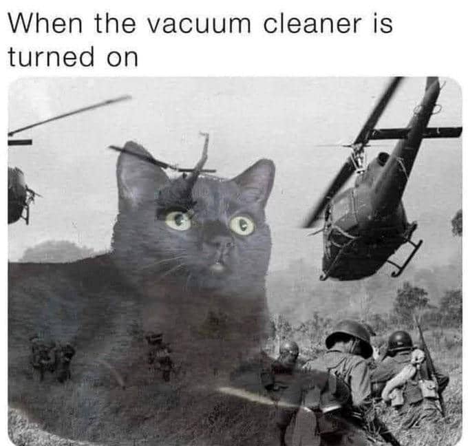 Meme kucing berwajah terkejut dalam suasana horor, menggambarkan momen menegangkan dengan ekspresi lucu dan dramatis.