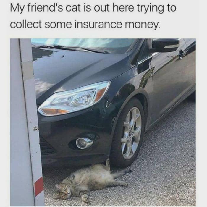 meme kucing tentang penipu