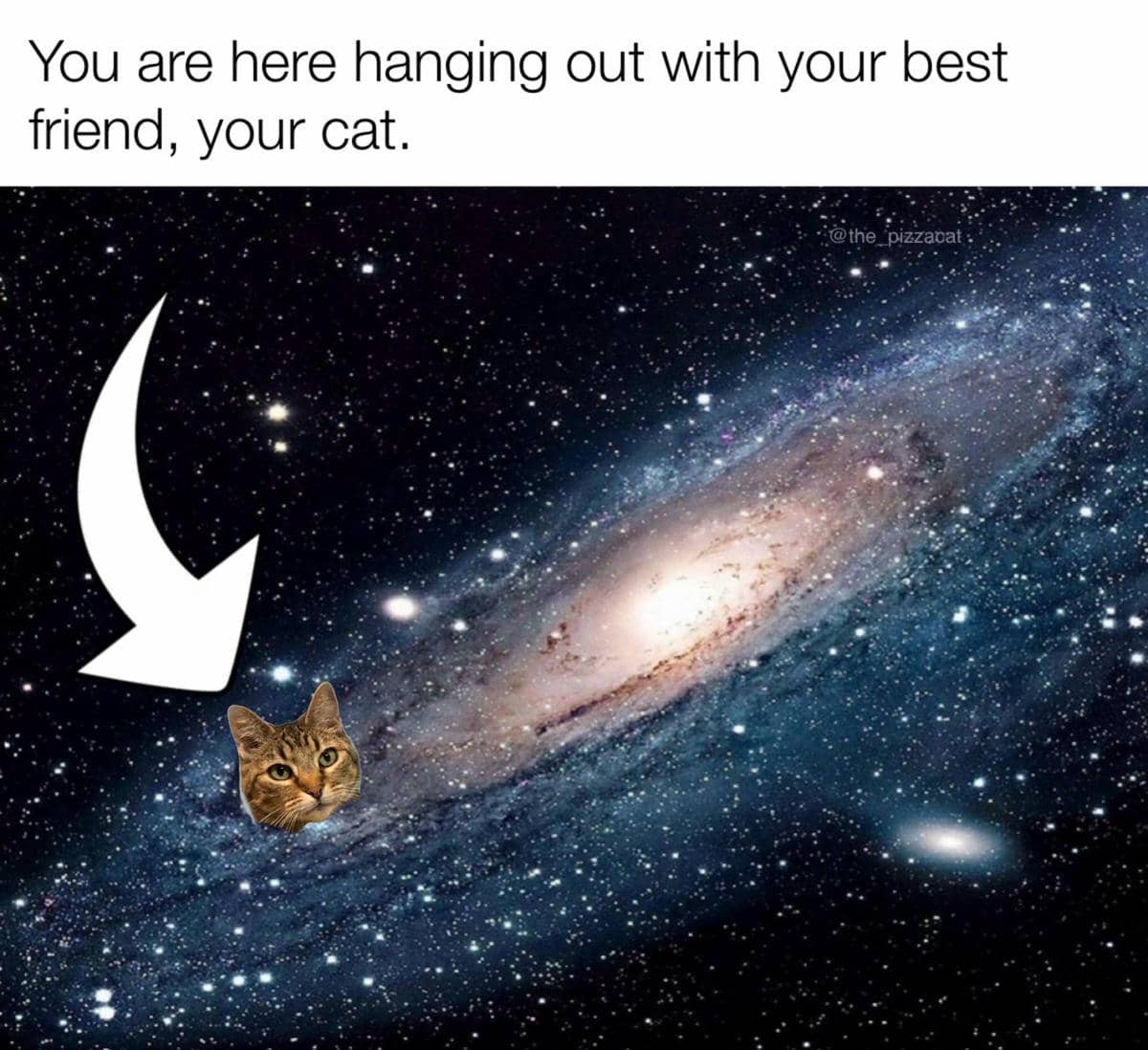 meme kucing tentang persahabatan