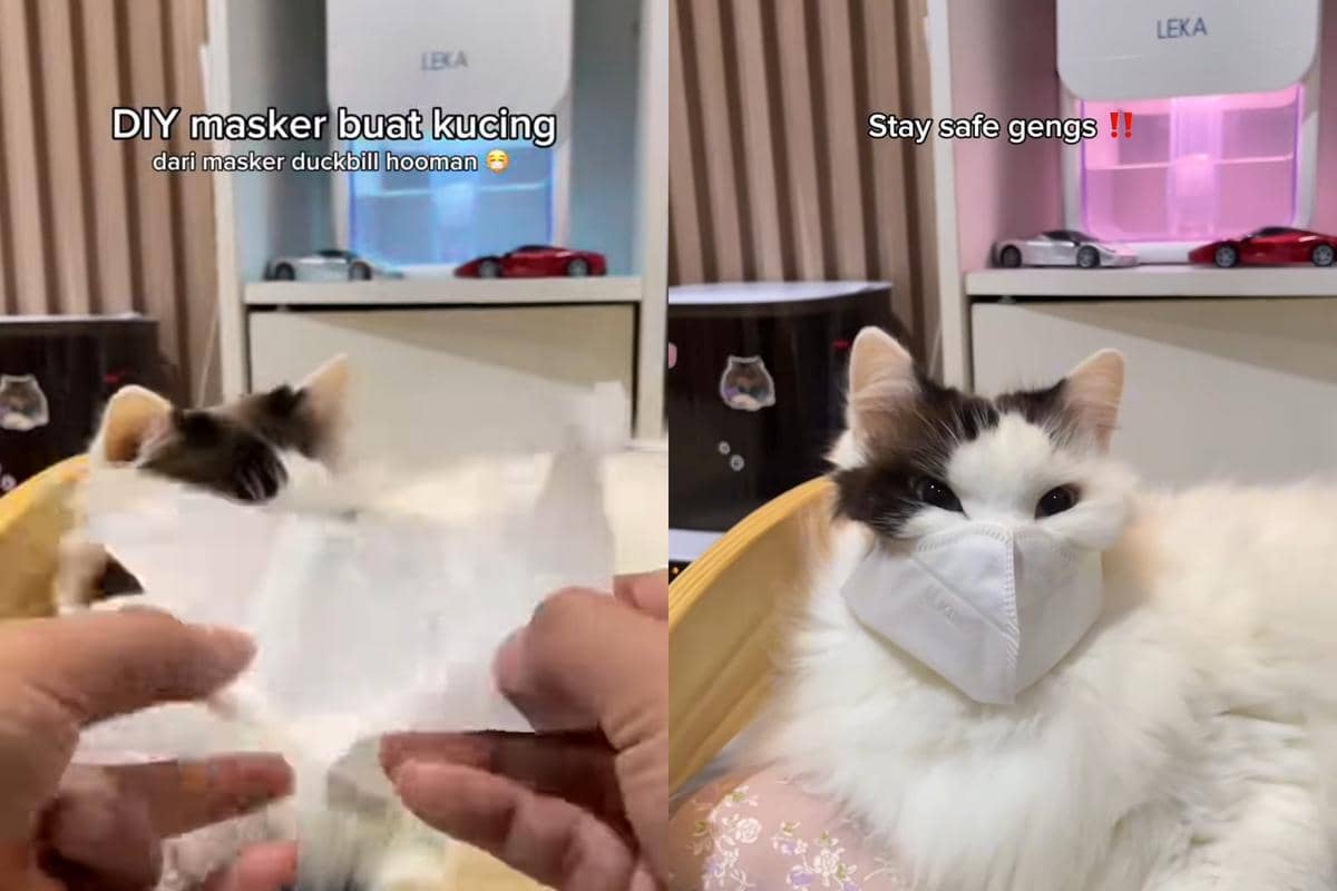 Kucing pakai masker untuk hindari abu vulkanik