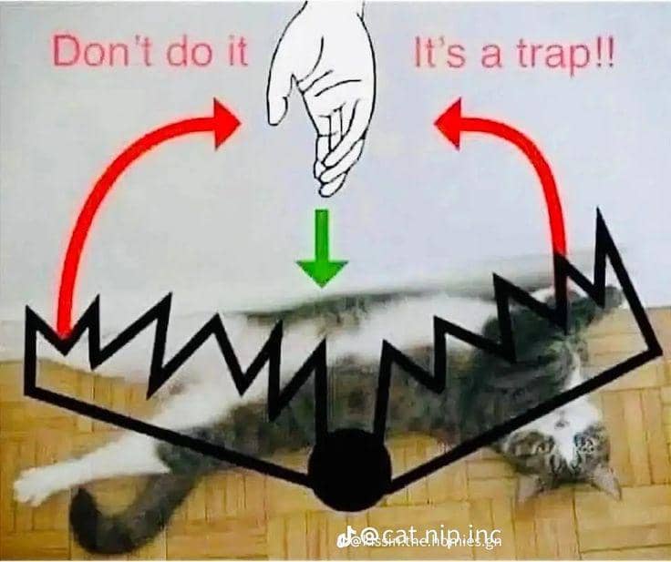 meme kucing tentang jebakan