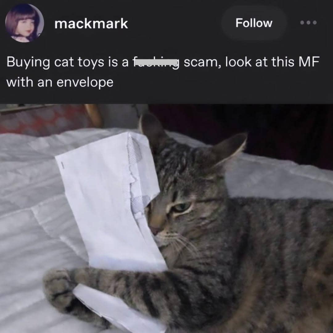 meme kucing tentang penipu