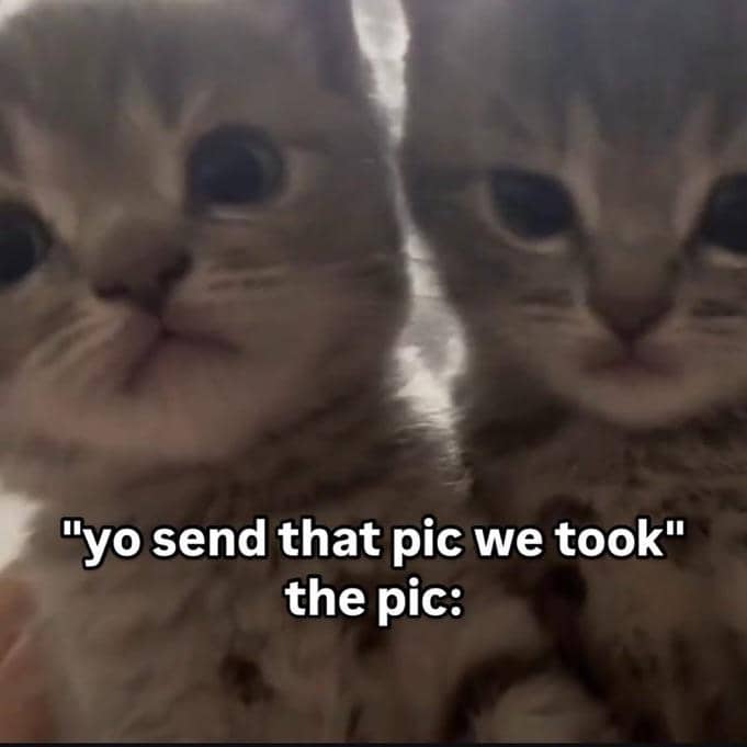 meme kucing tentang persahabatan