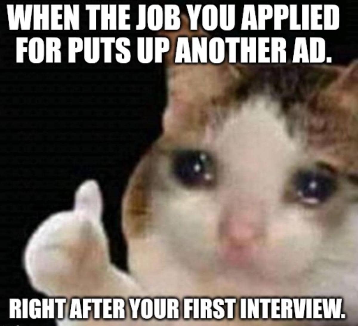 meme kucing tentang wawancara kerja