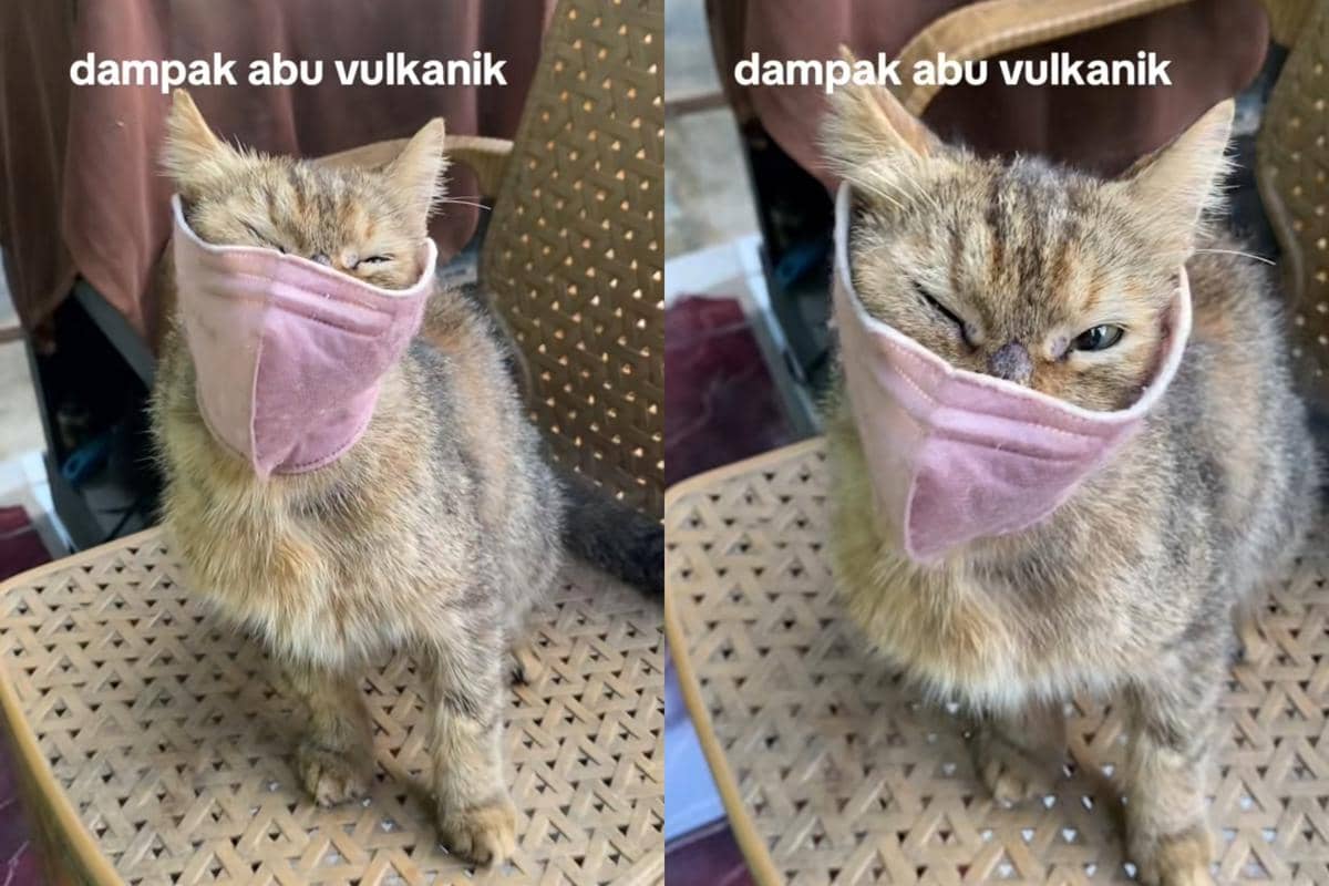 Kucing pakai masker untuk hindari abu vulkanik