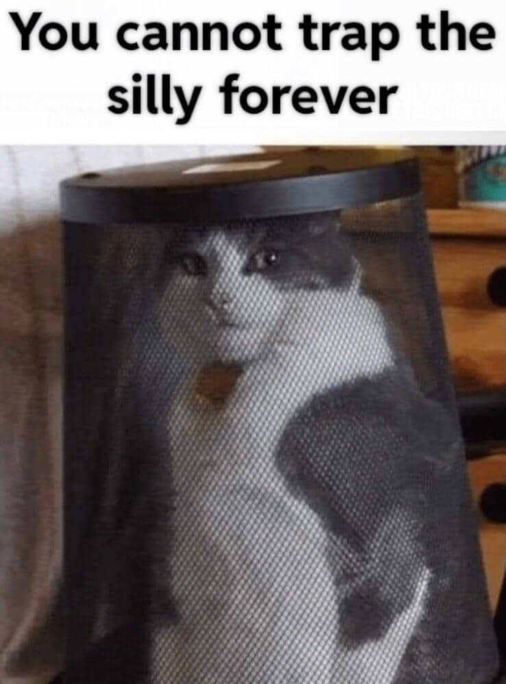meme kucing tentang jebakan