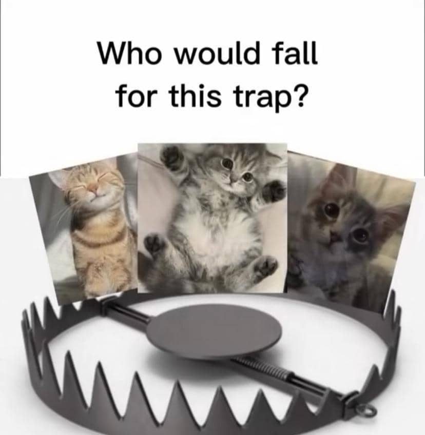 meme kucing tentang jebakan
