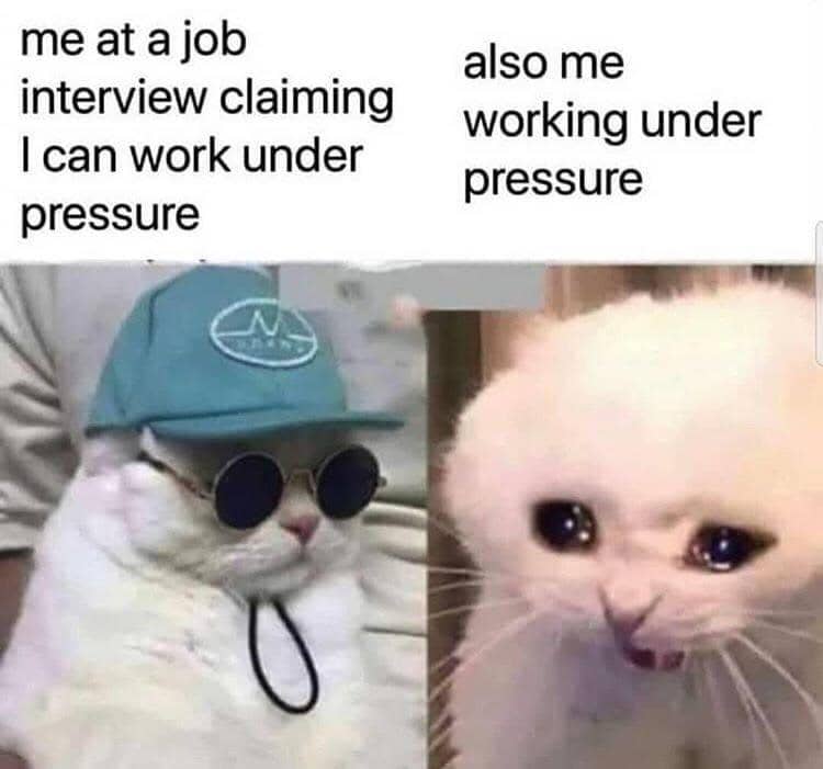 meme kucing tentang wawancara kerja