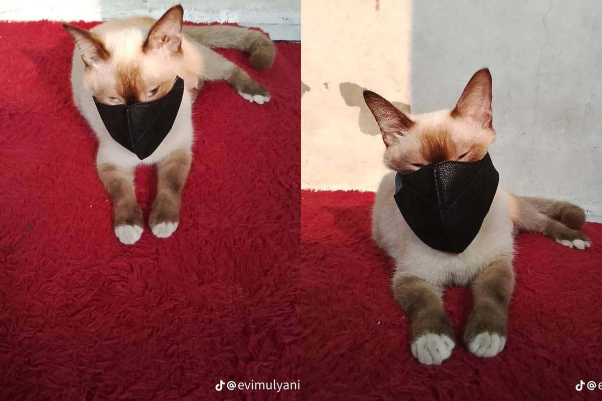 Kucing pakai masker untuk hindari abu vulkanik