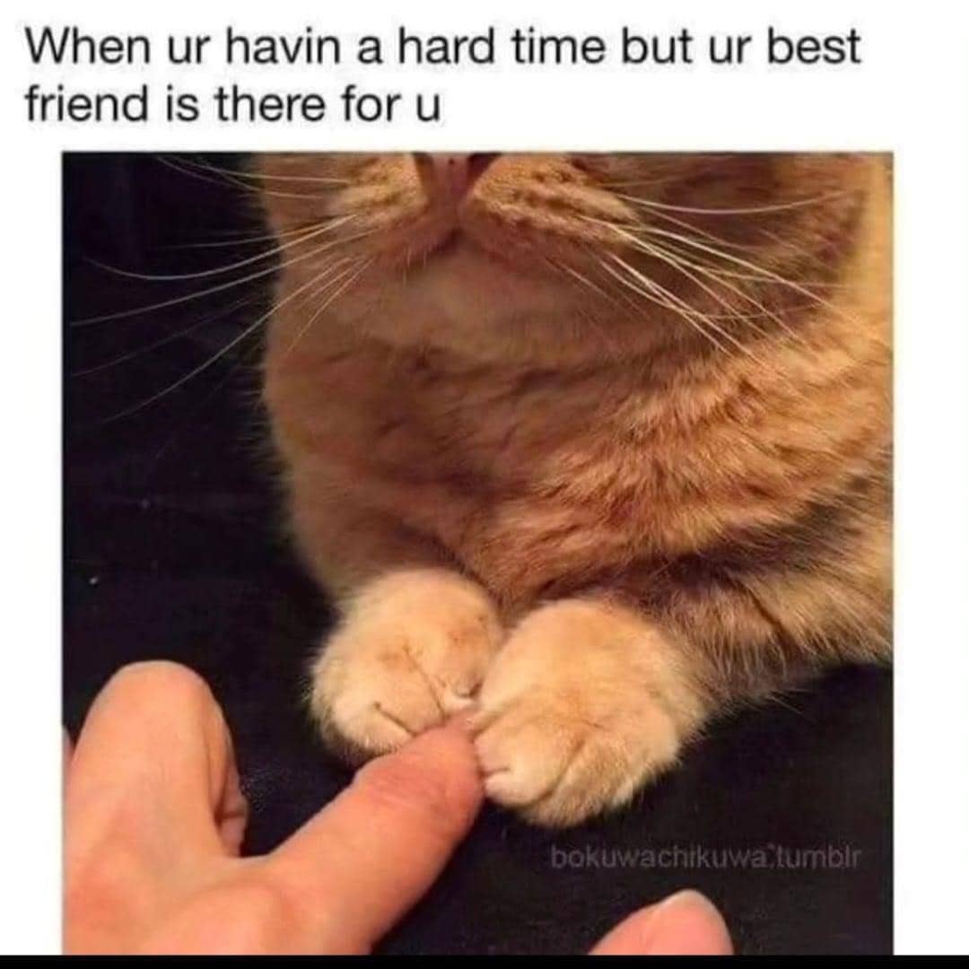 meme kucing tentang persahabatan