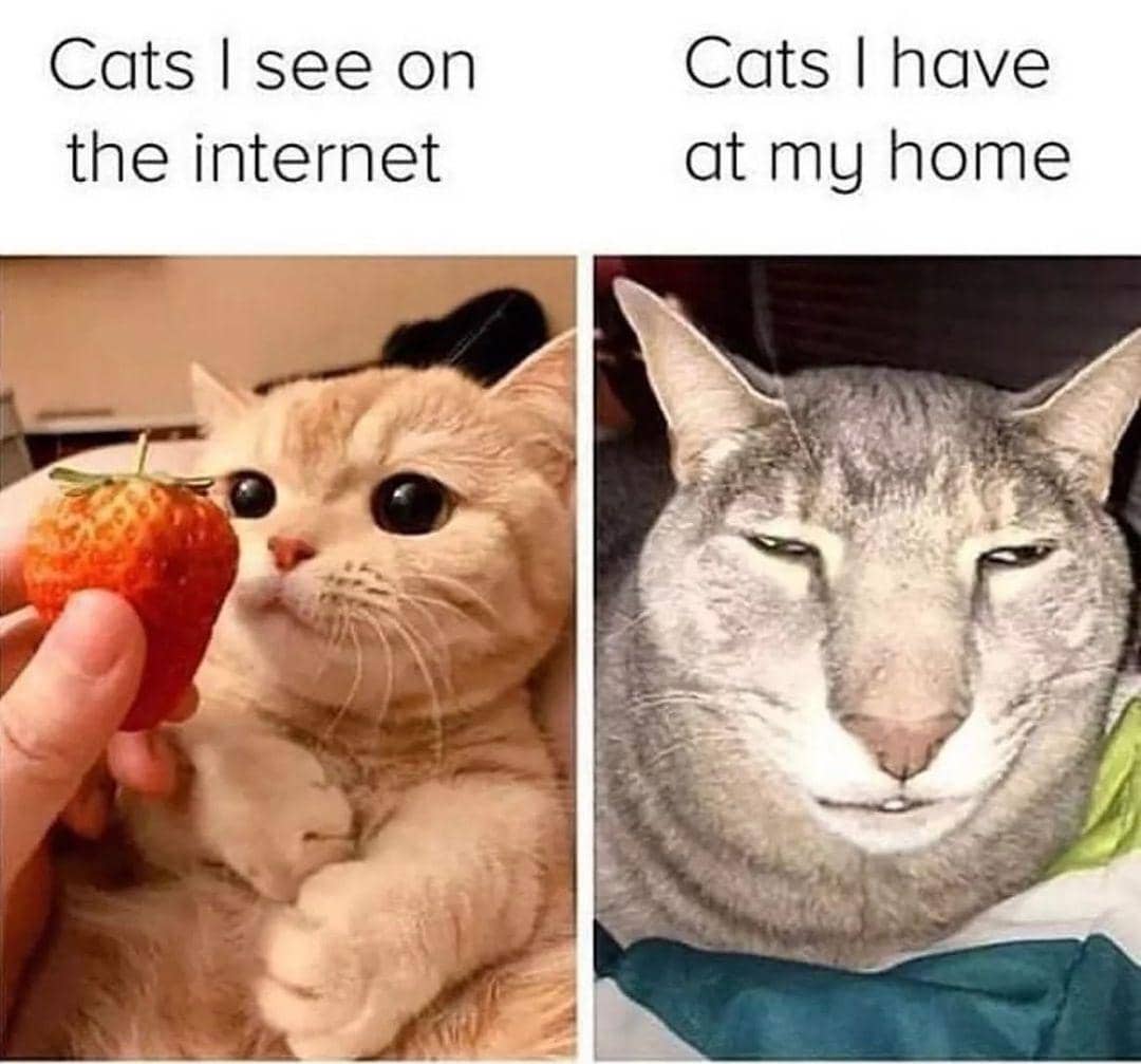 meme kucing tentang penipu