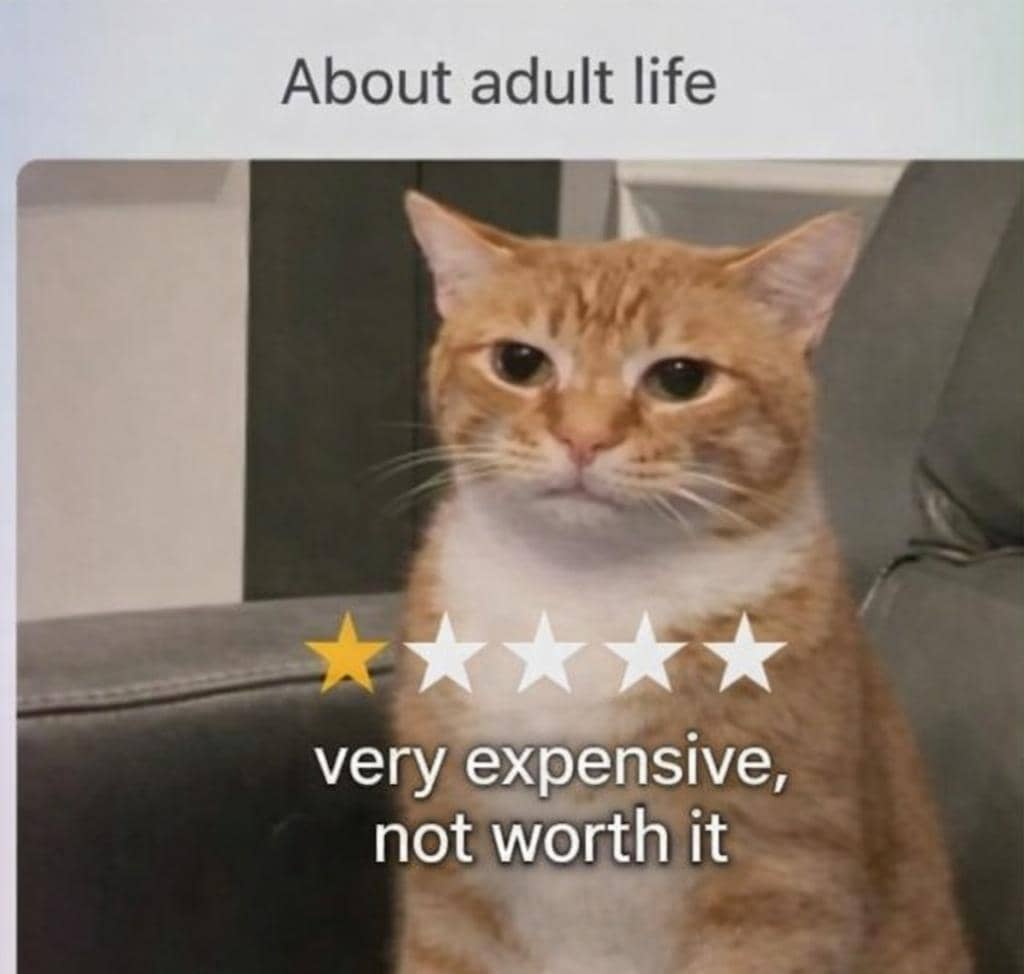 meme kucing tentang penipu
