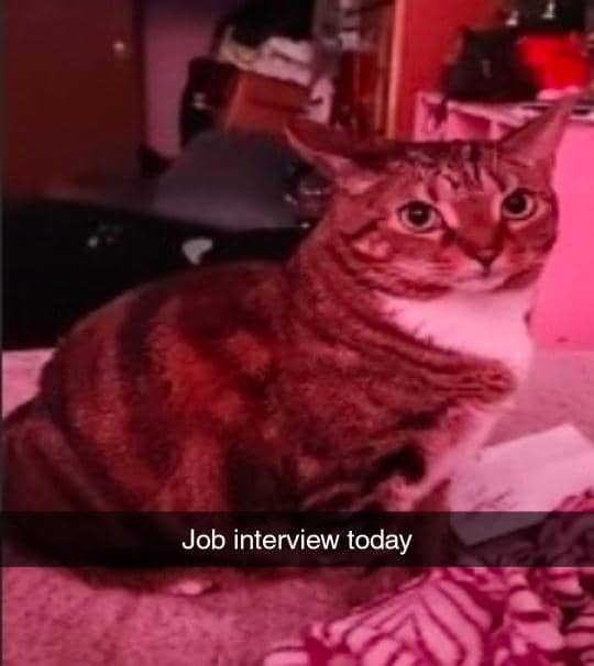 meme kucing tentang wawancara kerja