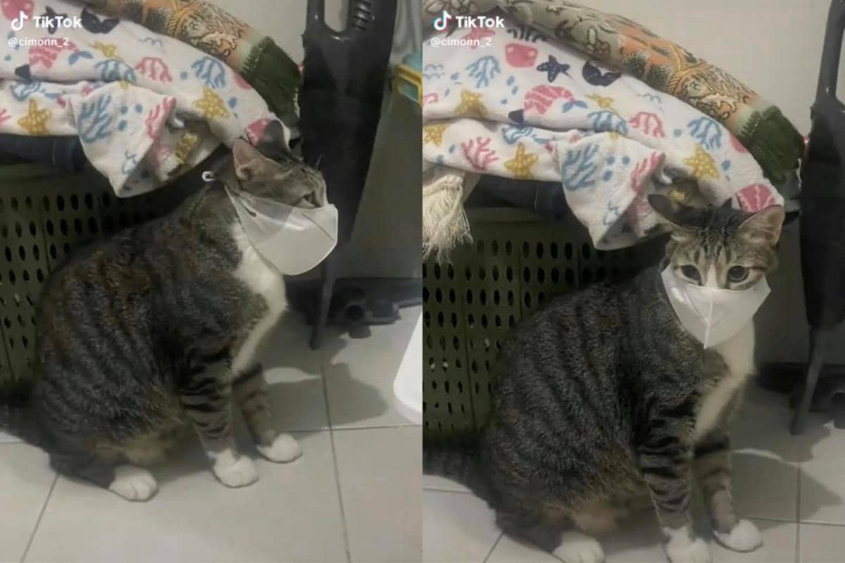 Kucing pakai masker untuk hindari abu vulkanik