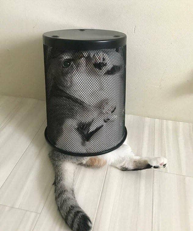 meme kucing tentang jebakan