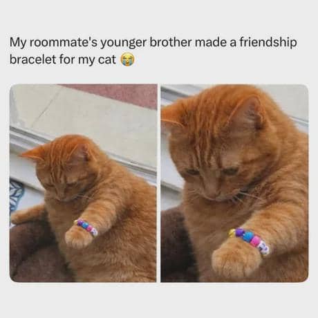 meme kucing tentang persahabatan