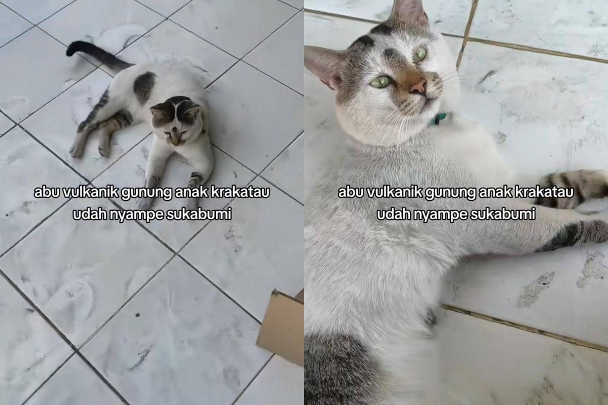 Kucing kena dampak abu vulkanik