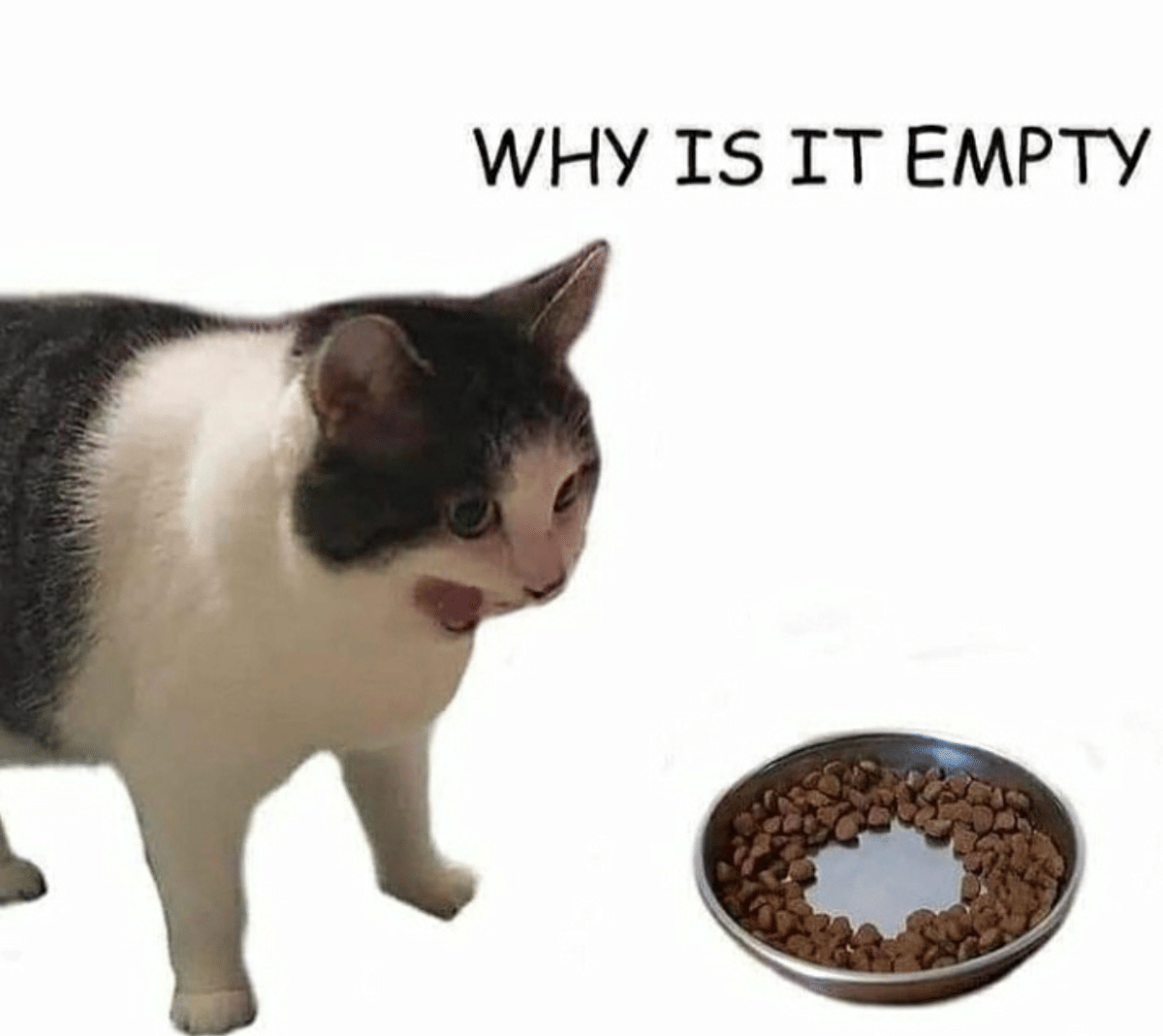 meme kucing tentang penipu