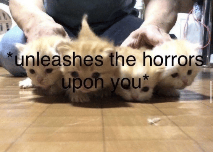 Meme kucing bertema momen horor yang dibagikan secara daring oleh pengguna Reddit bernama MADMAXV2.
