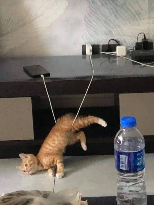 meme kucing tentang jebakan