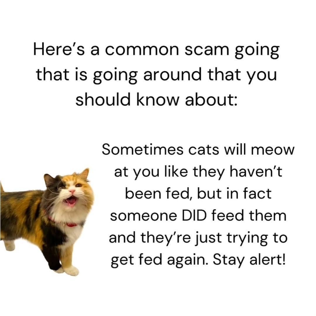 meme kucing tentang penipu