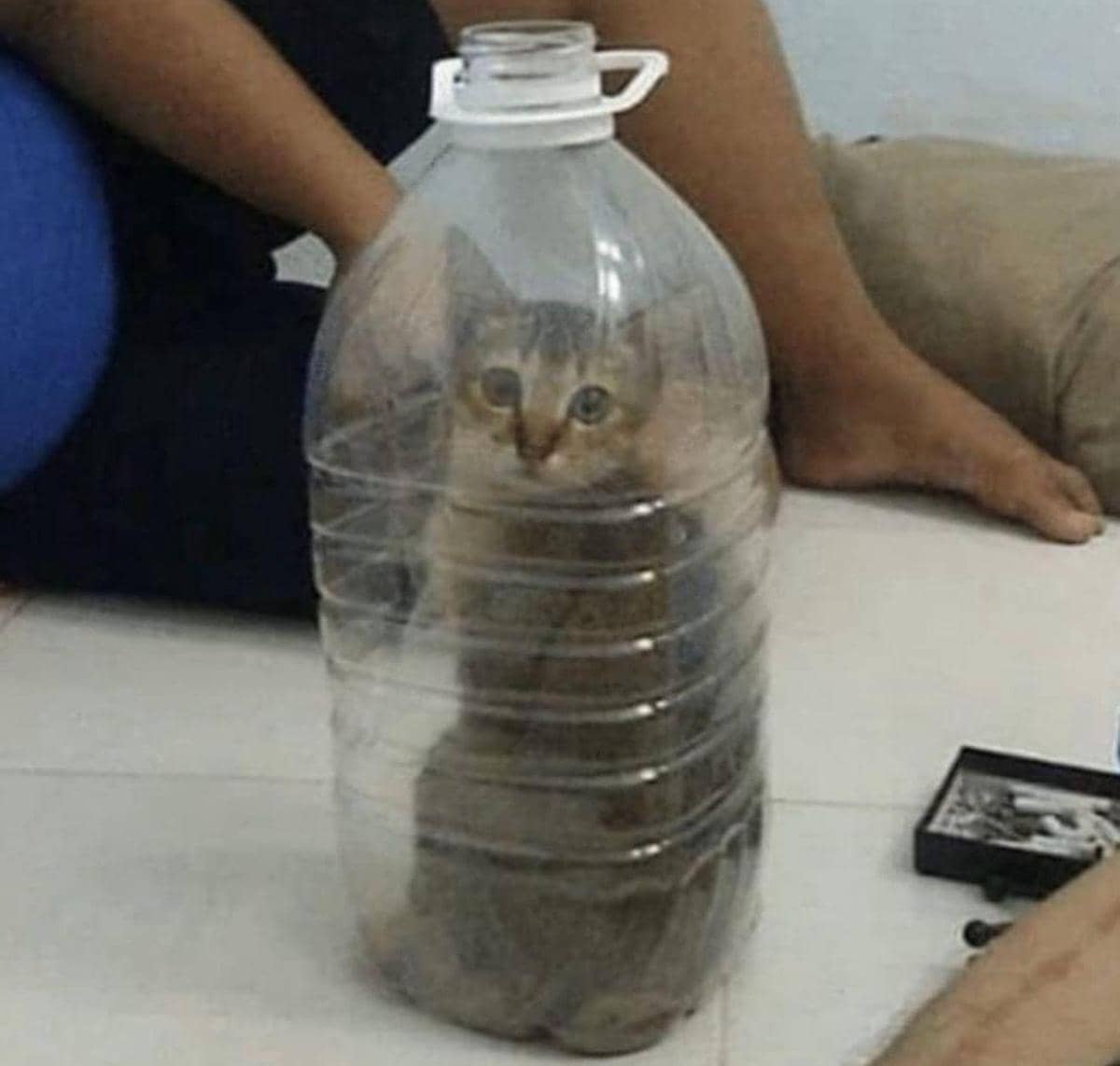 meme kucing tentang jebakan
