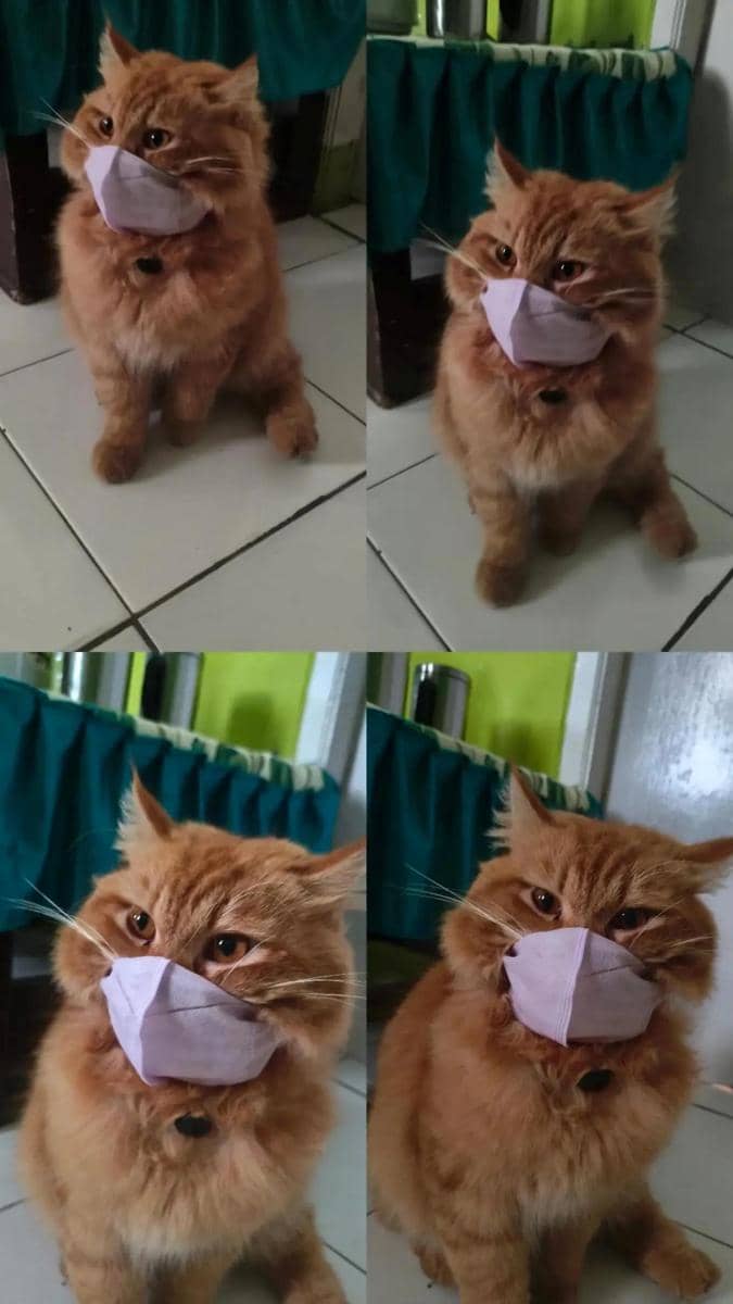Kucing pakai masker untuk hindari abu vulkanik