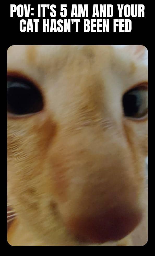 Seekor kucing dalam meme bereaksi pada momen horor, dengan ekspresi yang menambah kesan lucu dan menegangkan.